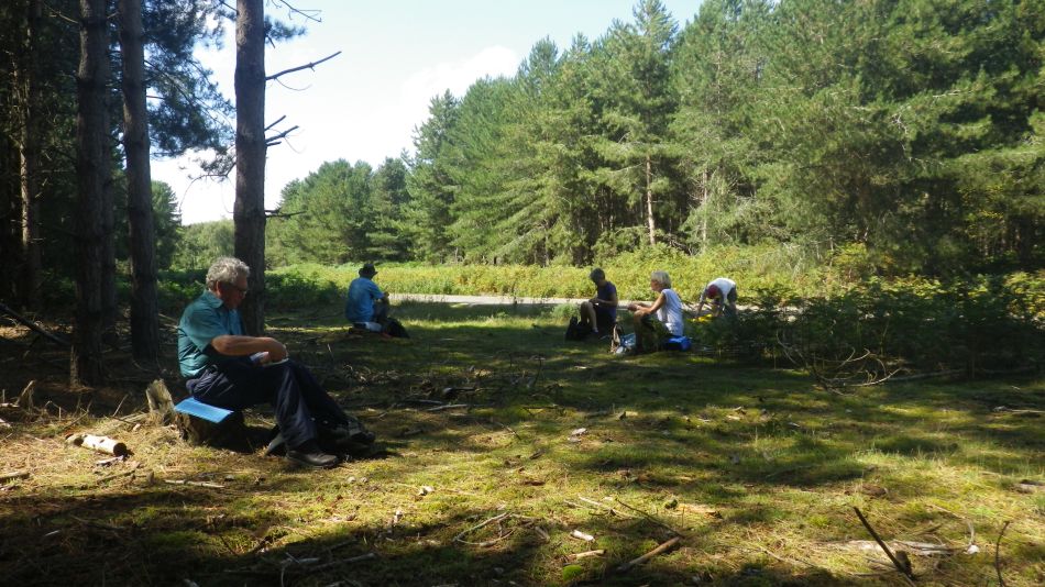 2020-08-20 09 Sandlings 5 - Rendlesham Forest.jpg